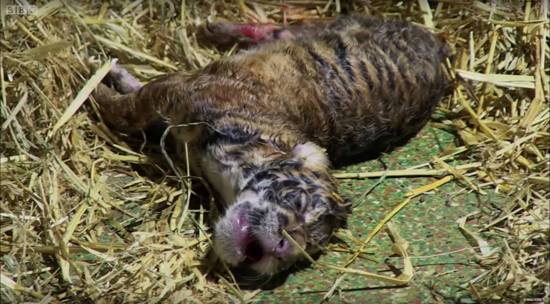 The miraculous resurrection of the tiger cub