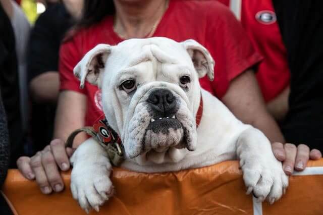 what is the current uga bulldog