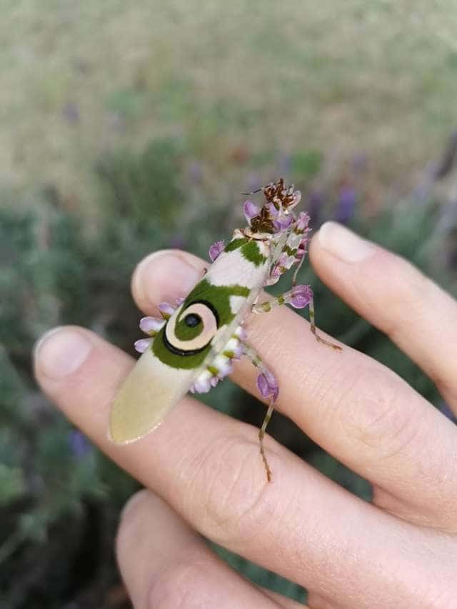 Woman Finds An Incredible Bug That Looks Like A Lavender And White Orchid