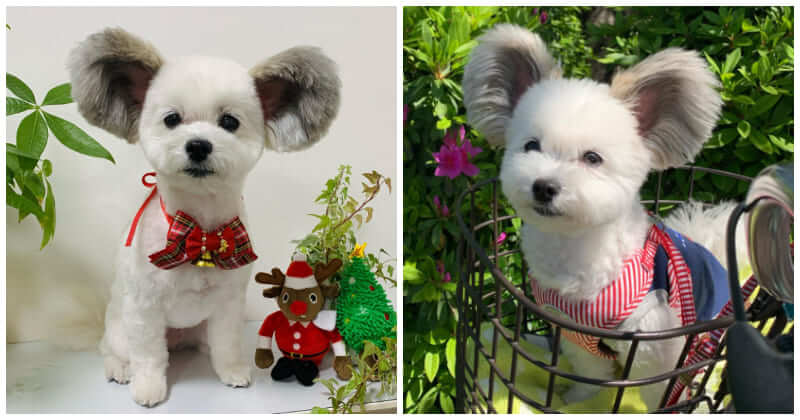 Adorable Dog With Fluffy Ears Looks Like Mickey Mouse, Stealing Hearts Of People Online