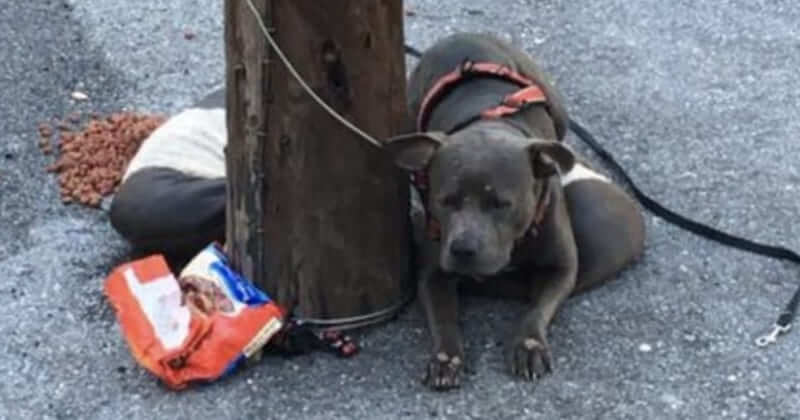 Stray Pit Bull Was Tied To A Telephone Pole With His Bed And Food Waiting For Being Adopted