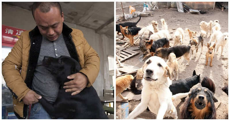 Chinese Millionaire Has Spent His Entire Fortune On Saving Abandoned Dogs For 10 Years