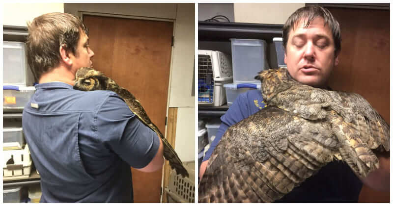 Hit By Car, This Owl Was So Grateful To Her Savior That She Couldn’t Stop Cuddling Him
