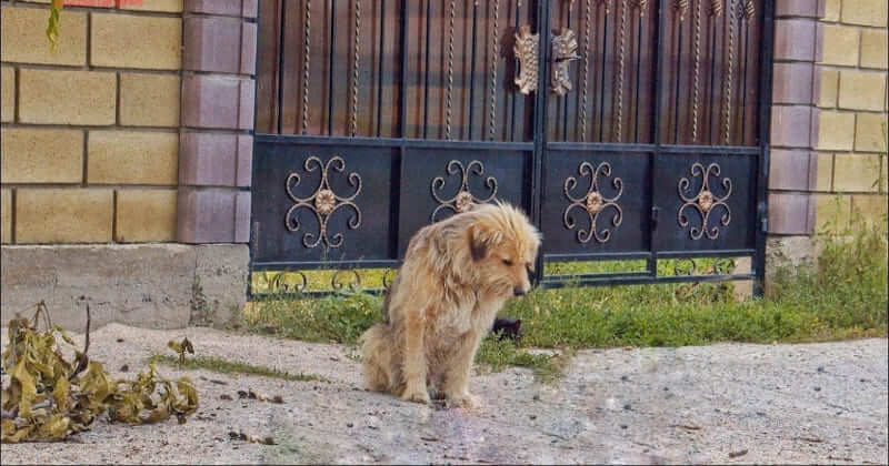 Loyal Dog Waits In Vain After His Owner Sold The House And Abandoned Him