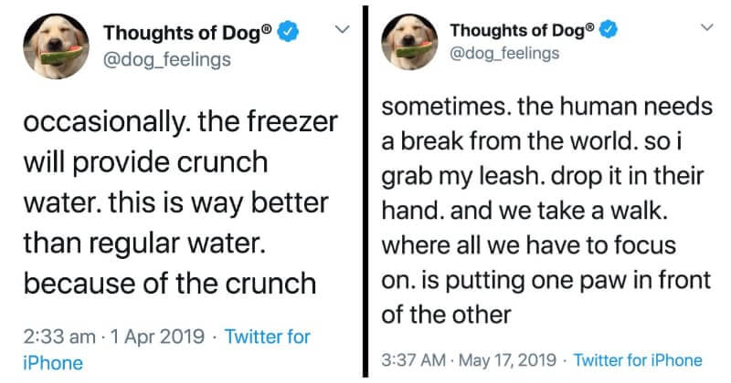 Understand What Your Dogs Are Thinking With 16 Accurate Tweets From ‘Thoughts Of Dogs’