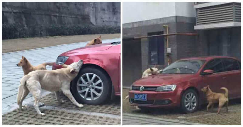 Kick A Sleeping Dog Out Of His Parking Spot, Man
