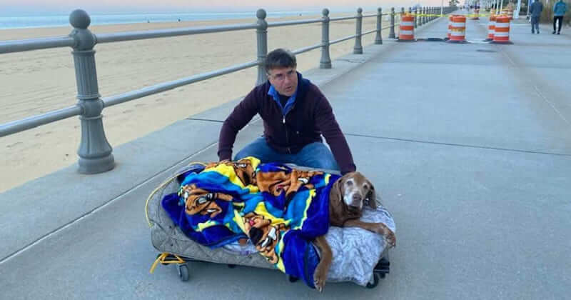 Owners Build Mobile Bed For Their 16 Year-old Dog And Take Her To The Last Beach Trip With Family