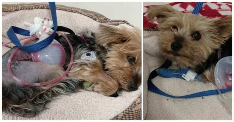 Meet Macy, A Little Brave Yorkie Pup Who Fends Off Coyote To Save Her 10-Year-Old Owner