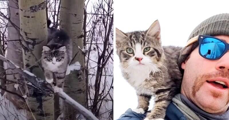 Kind-Hearted Man Saved A Clingy, Freezing Kitten On His 60-kilometer Hike And Gave It A Home