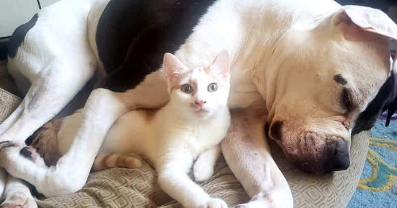Two Foster Kitties Officially Become Members Of The Family After Helping Pitbull Overcome Separation Anxiety