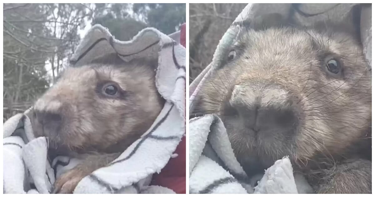 This Wombat Patiently Waits At Her Rescuer