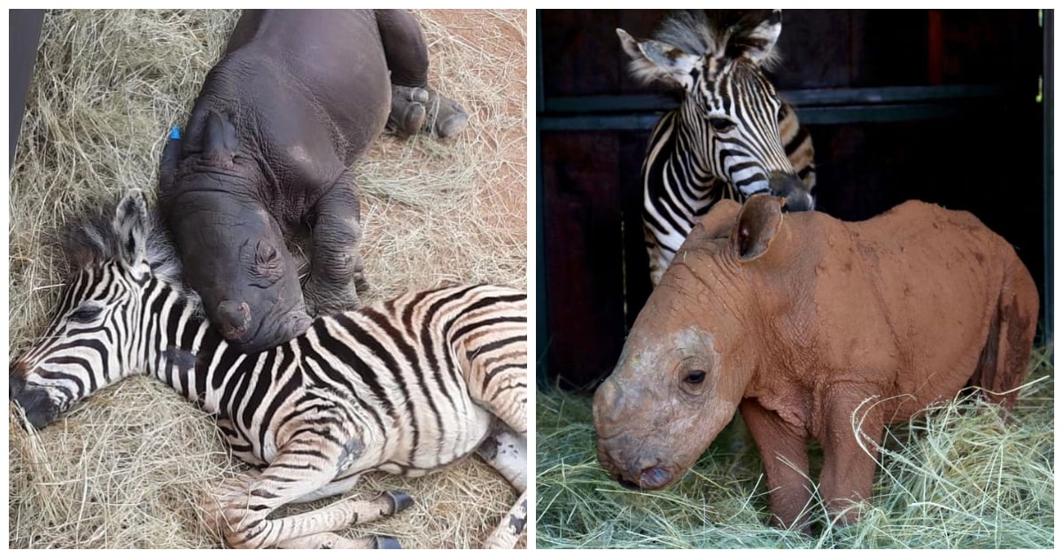 Orphaned Baby Zebra And Rescued Infant Rhino Develop Special Bond During Their Darkest Time