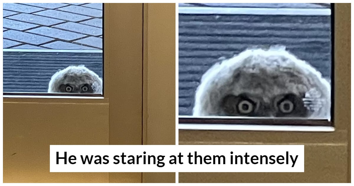 School Staff Looked Out The Window And Found Themselves Being Watched By A Peculiar Pair Of Eyes
