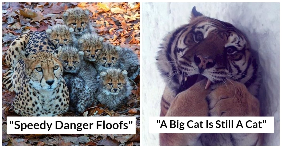25 Pictures Of Dangerously Adorable Wild Animals By The “Hardcore Aww” Online Group