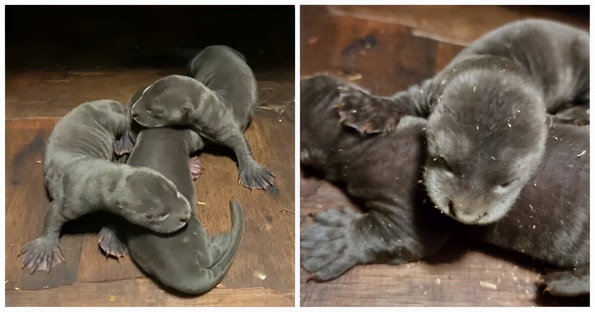 Wildlife Park Celebrates Birth Of Endangered Giant Otter Triplets