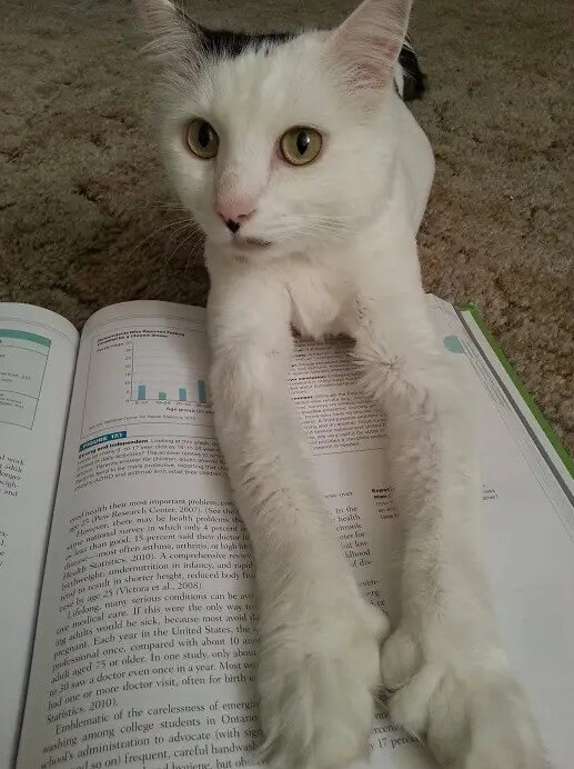Cats prevent owners from reading books
