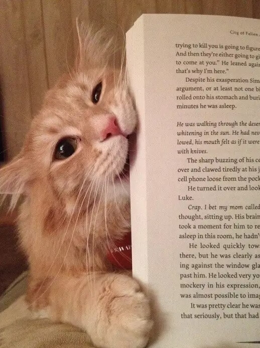 Cats prevent owners from reading books