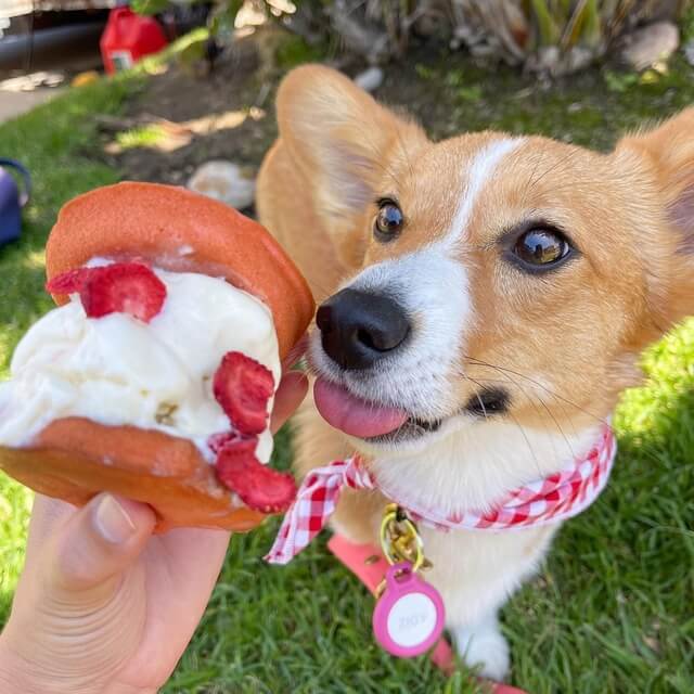 Dogs are passionate about enjoying ice cream