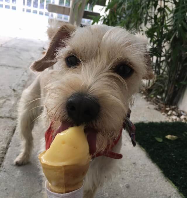 Dogs are passionate about enjoying ice cream