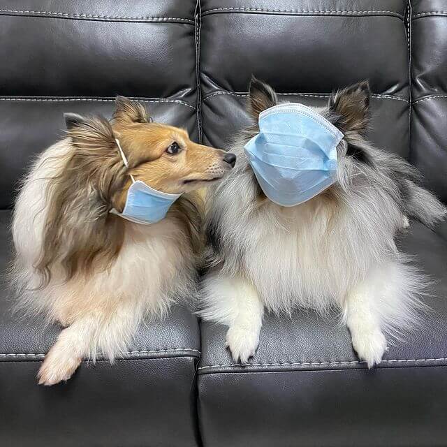 Pets look super cute with masks on