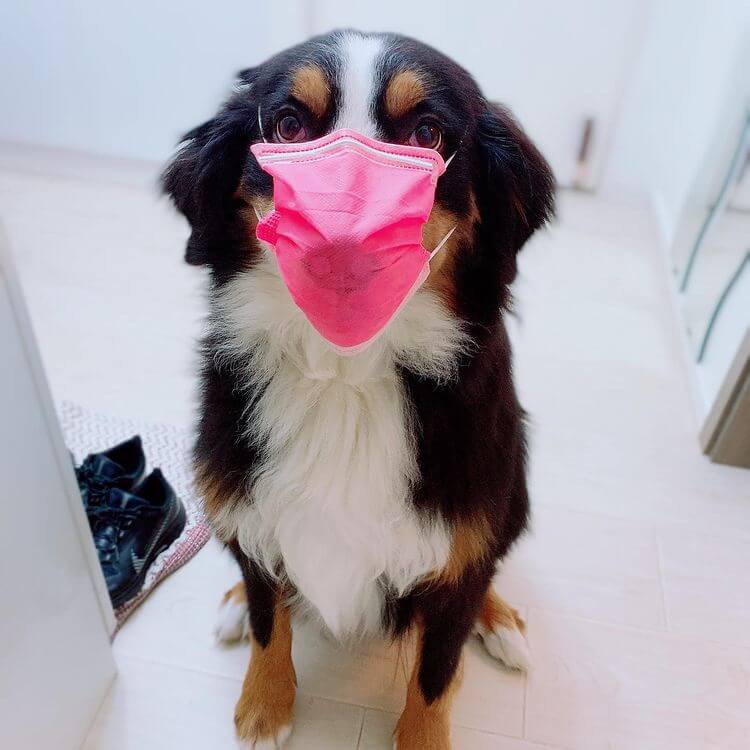 Pets look super cute with masks on
