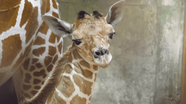 Memphis Zoo welcomes a baby giraffe