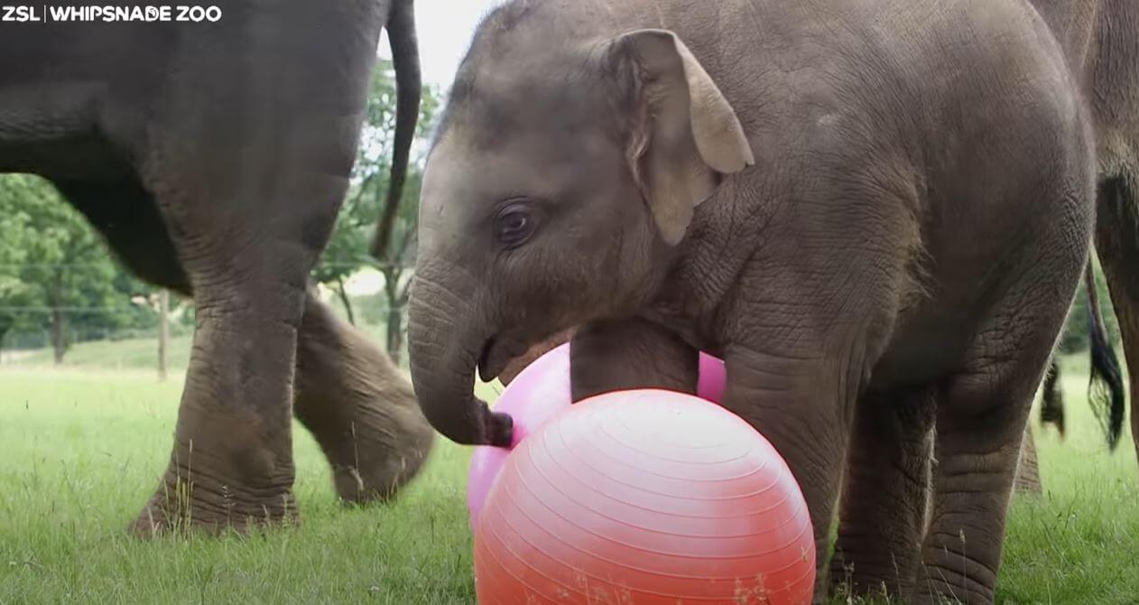 Adorable footage of baby elephants playing ball