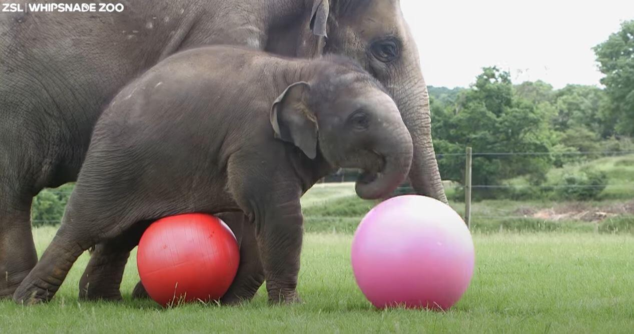 Adorable footage of baby elephants playing ball