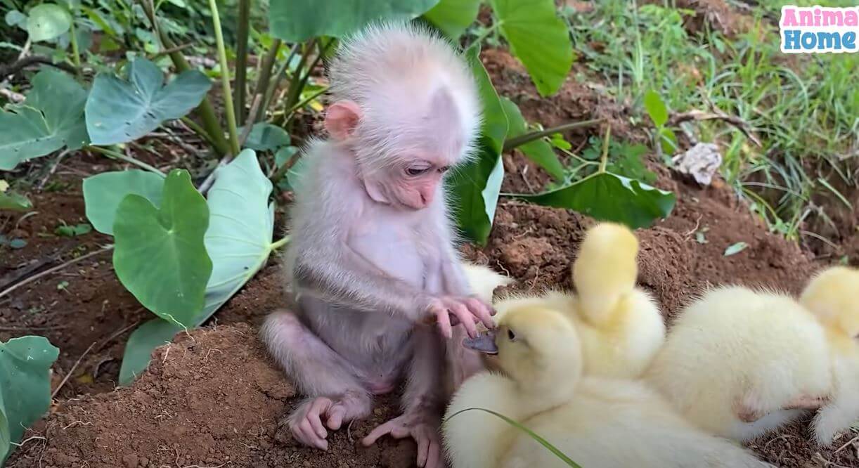 Baby Monkey Holding A Flock of Ducklings
