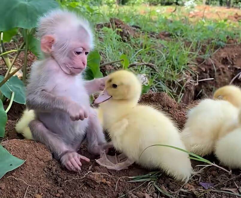 Baby Monkey Holding A Flock of Ducklings