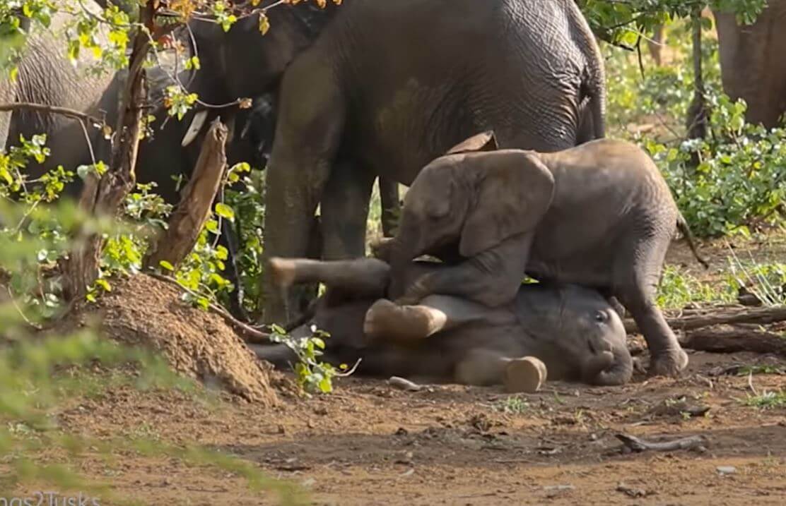 Adorable Moment Of Two Baby Elephants