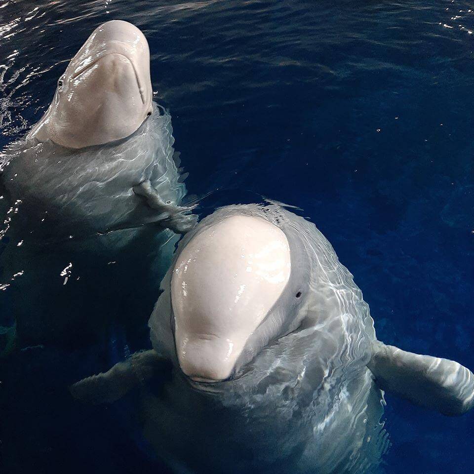 Beluga Whale Duo Puts A Large Smile