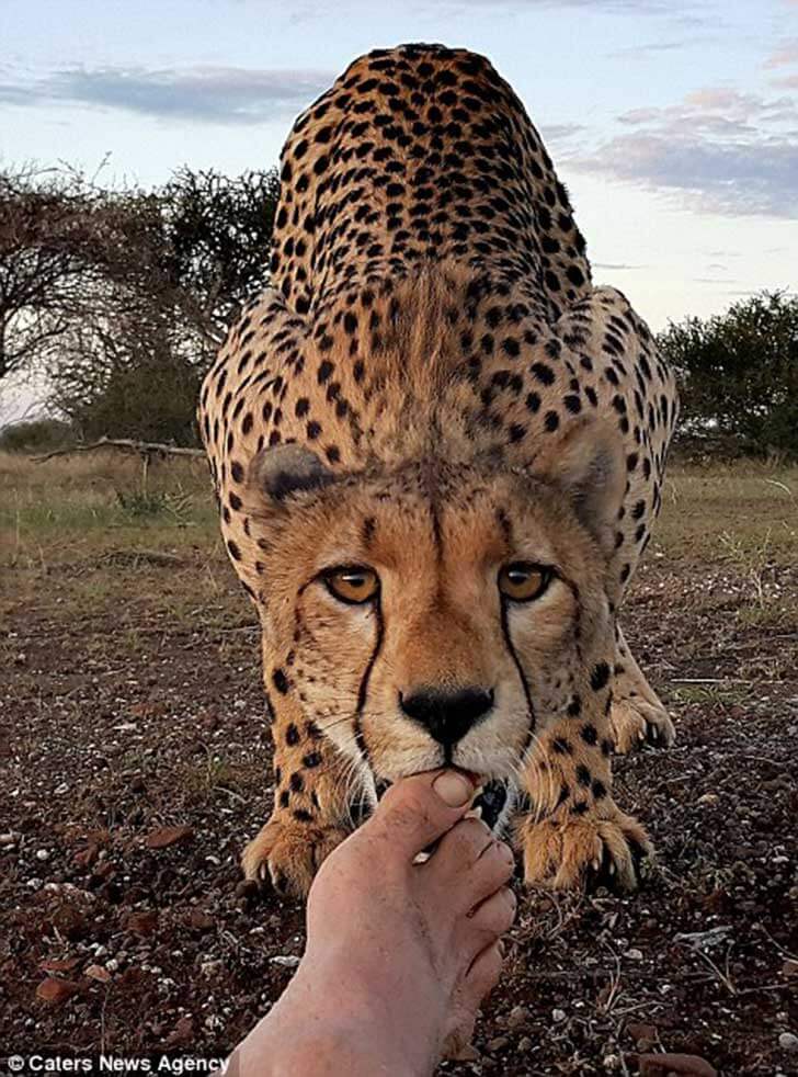 Jaguar licks photographer's toes