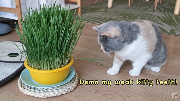 Cute kittens trying cat grass for the first time