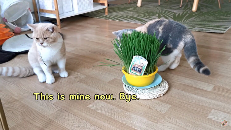 Cute kittens trying cat grass for the first time