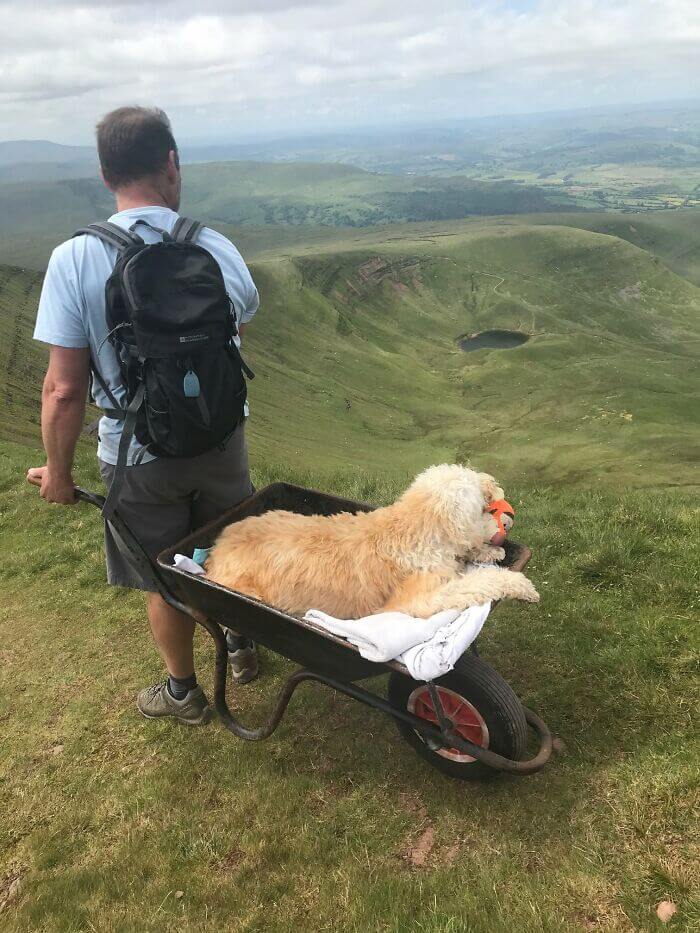 The man has the last journey with the sick dog