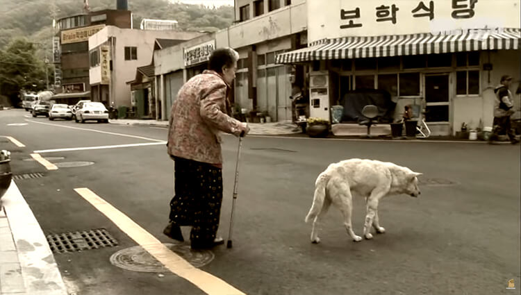 Dog on the street every day looking for his deceased owner