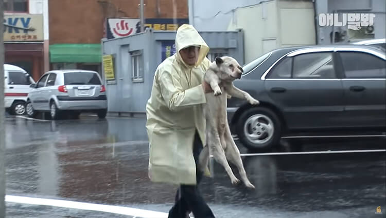 Dog on the street every day looking for his deceased owner