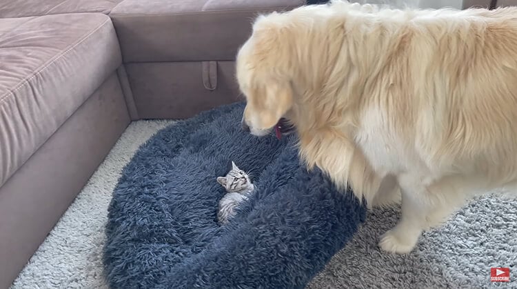 cute reaction of the dog to the cat