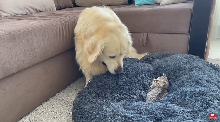cute reaction of the dog to the cat