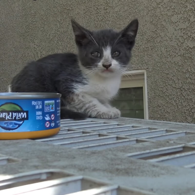The homeless feral cat has a new life