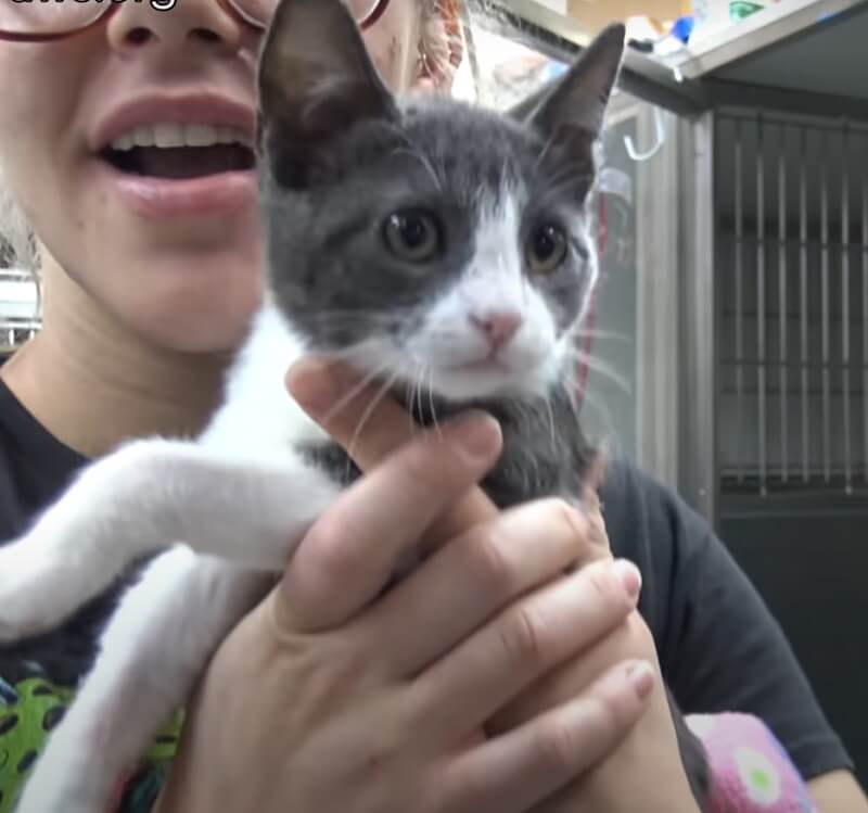 The homeless feral cat has a new life
