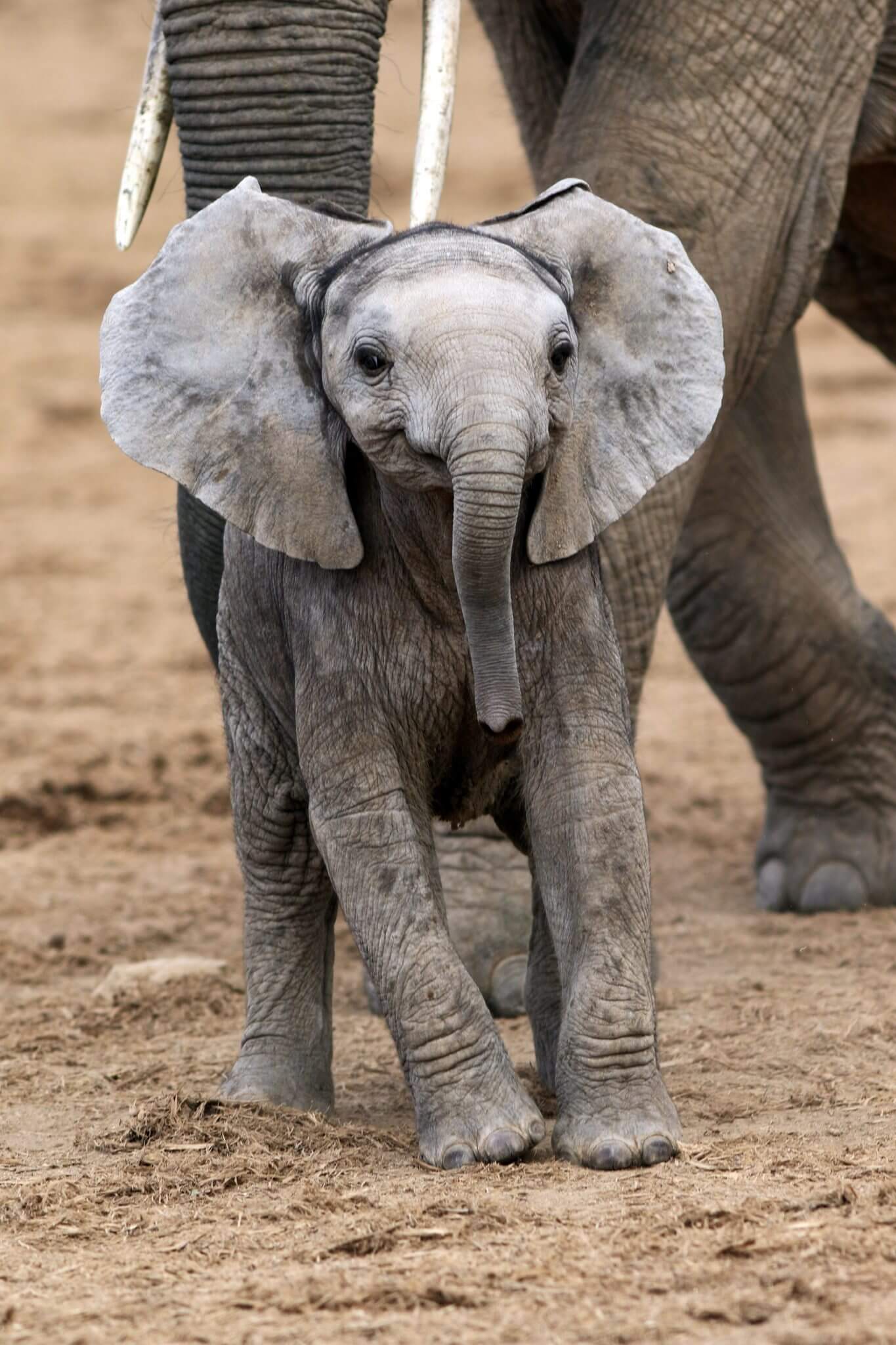 Joyful Baby Elephant