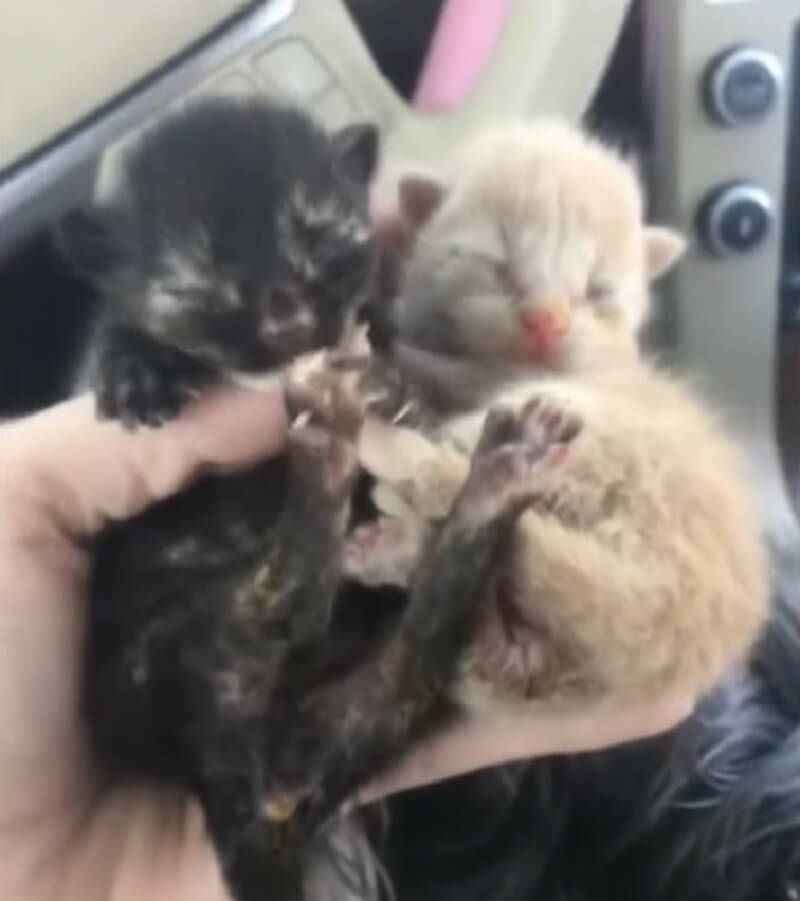 Kittens found abandoned outside