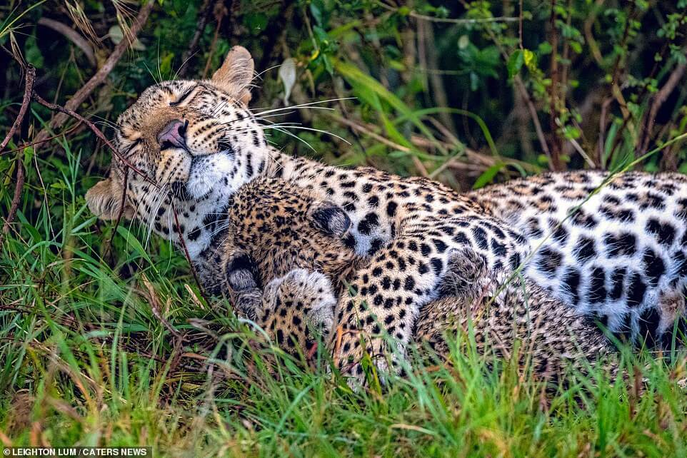leopard mother is playing with her child