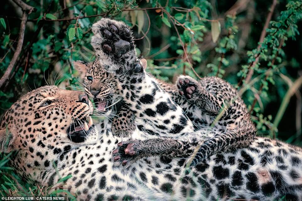 leopard mother is playing with her child