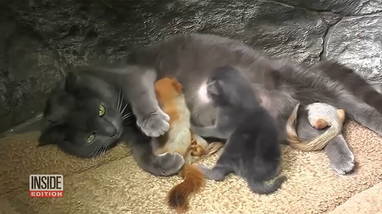 Mother cat adopts 4 squirrels