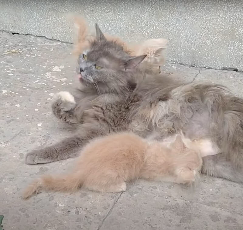 Mother cat adopts abandoned kitten