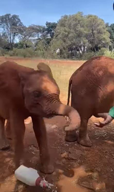 Baby elephant learns to hold a milk bottle with its trunk