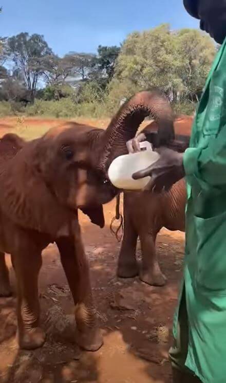 Baby elephant learns to hold a milk bottle with its trunk